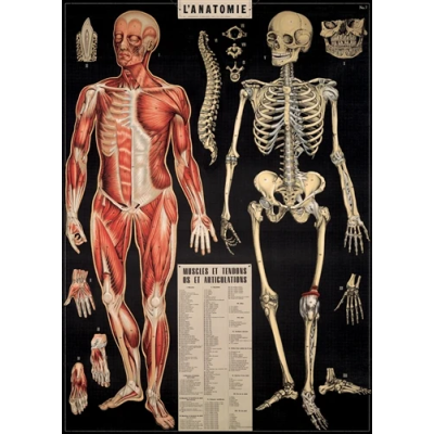 Poster - Miembros del cuerpo