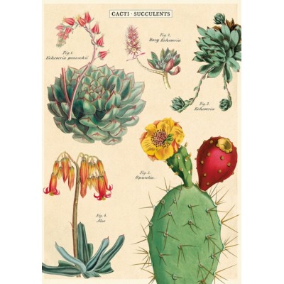 Posters - Cacti Succulents
