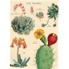 Pósters - Cactus Suculentas