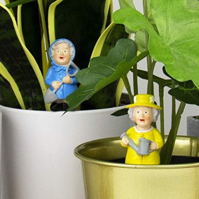 Set of 4 Potted Plants - Queen Elizabeth