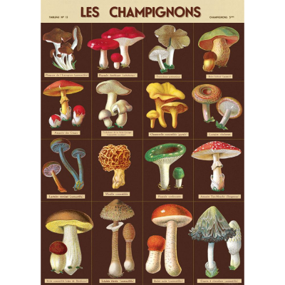 Affiche - Champignons 3